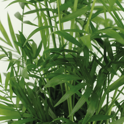 Chamaedorea Elegans (Mexikanische Bergpalme) - 2 Stücke - Pflanzfix24.de - Pflanzfix24.de