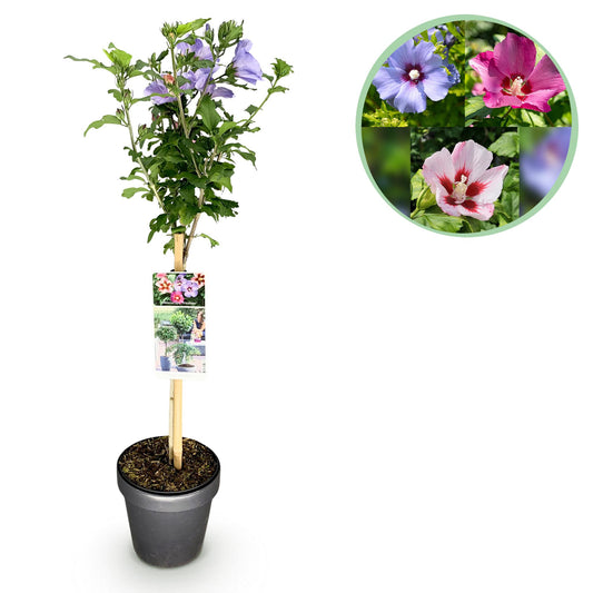 GreenboutiQ - Hibiscus syriacus Tricolour - Stamm-Pflanze - Terrassenpflanze - Topf 19cm - Pflanzfix24.de - Pflanzfix24.de