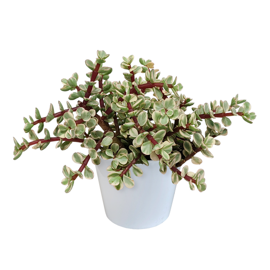 Portulacaria afra Variegata 10,5 cm im weißen Topf – Pflanzfix24.de - Pflanzfix24.de