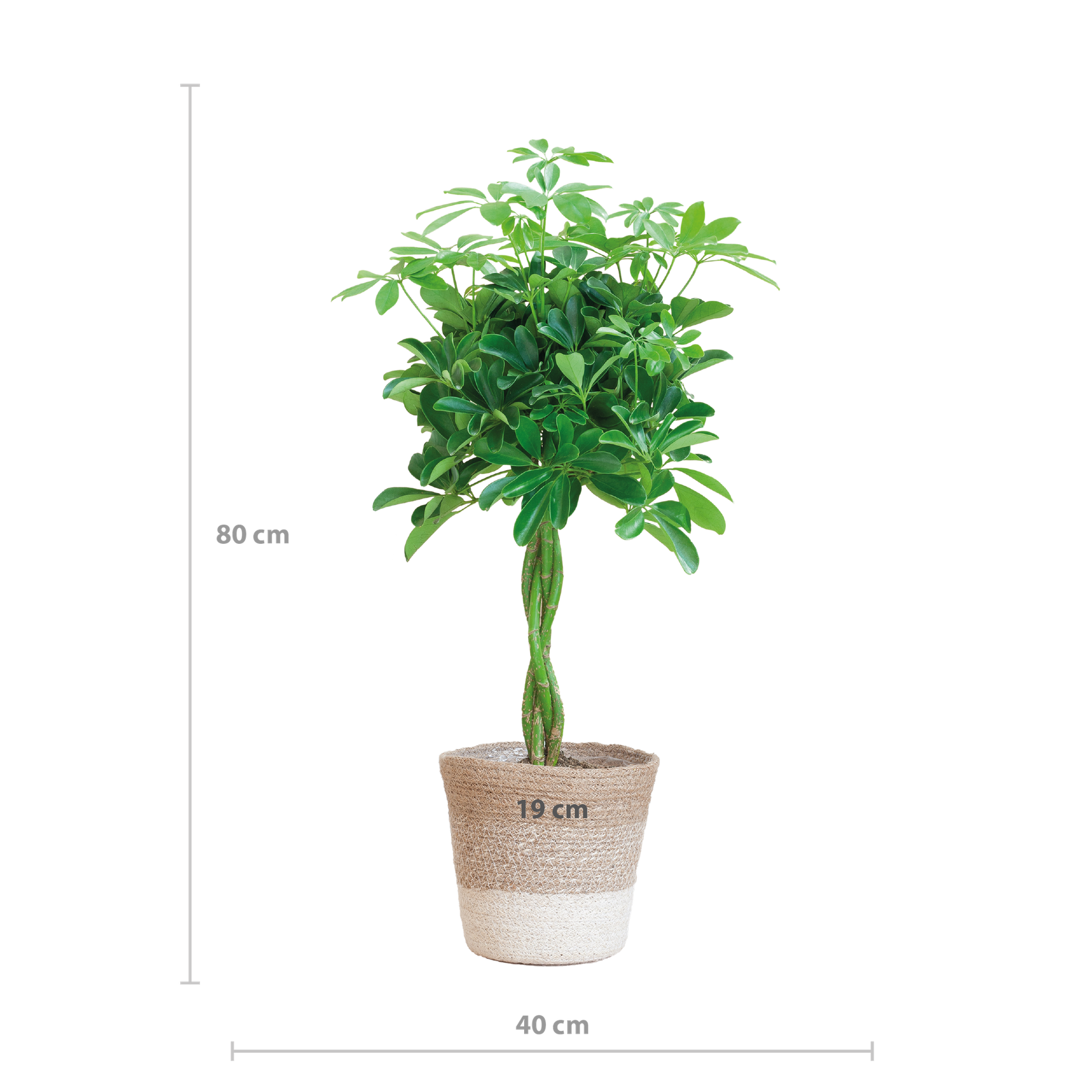 Schefflera Nora mit Jute-Korb Lissabon – 70 cm – Pflanzfix24.de - Pflanzfix24.de