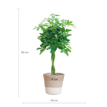 Schefflera Nora mit Jute-Korb Lissabon – 70 cm – Pflanzfix24.de - Pflanzfix24.de