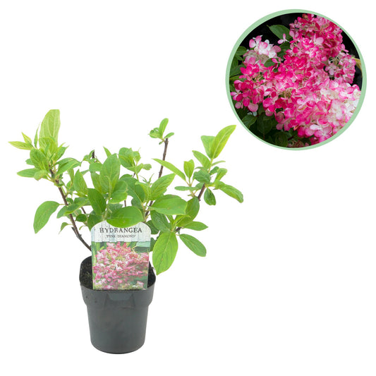 Pflanzfix24 - Rispen Hortensie Pink Diamond - 1 Pflanze - Topf 17cm