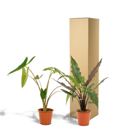 Alocasia Zebrina & Lauterbachiana Set - Pflanzfix24.de - Pflanzfix24.de
