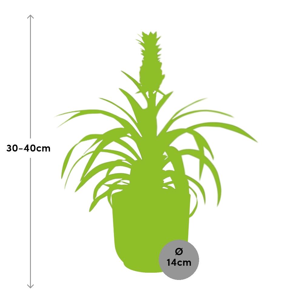 Ananas Mi Amigo Zimmerpflanze 14cm im ELHO Vibes Fold Topf | Pflanzfix24