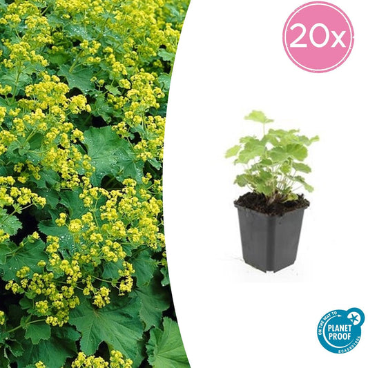 Alchemilla mollis 20er-Set – Frauenmantel für Beete & Schatten | Pflanzfix24.de - Pflanzfix24.de