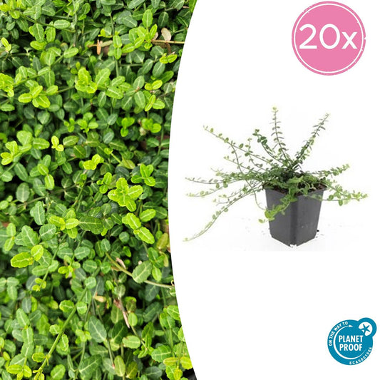 20x Euonymus fort. 'Minimus' - Pflanzfix24.de - Robuste Bodendecker, ↕10-25cm, Ø9cm - Pflanzfix24.de