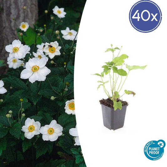 40x Anemone hyb. 'Honorine Jobert' - Pflanzfix24.de - Pflanzfix24.de
