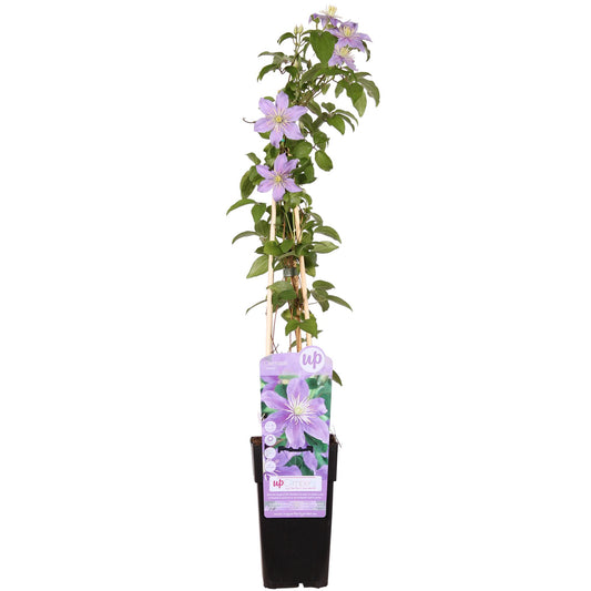 Clematis Justa - Ø15cm - ↕65cm bei Pflanzfix24.de - Pflanzfix24.de