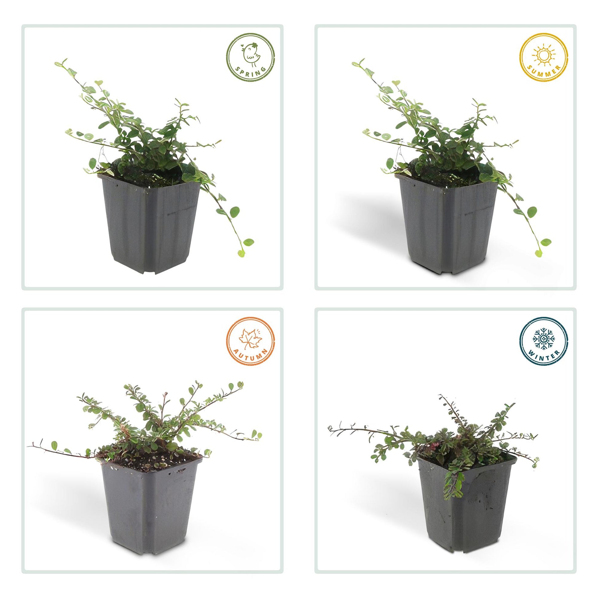 20x Cotoneaster prostratus 'Queen of Carpets' Bodendecker | Pflanzfix24.de - Pflanzfix24.de