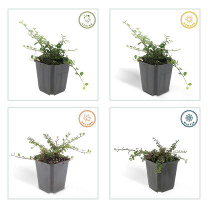 20x Cotoneaster prostratus 'Queen of Carpets' Bodendecker | Pflanzfix24.de - Pflanzfix24.de
