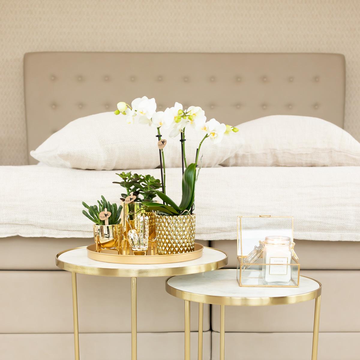 Phalaenopsis Orchidee Weiß mit Goldtopf Ø9cm – Pflanzfix24.de - Pflanzfix24.de
