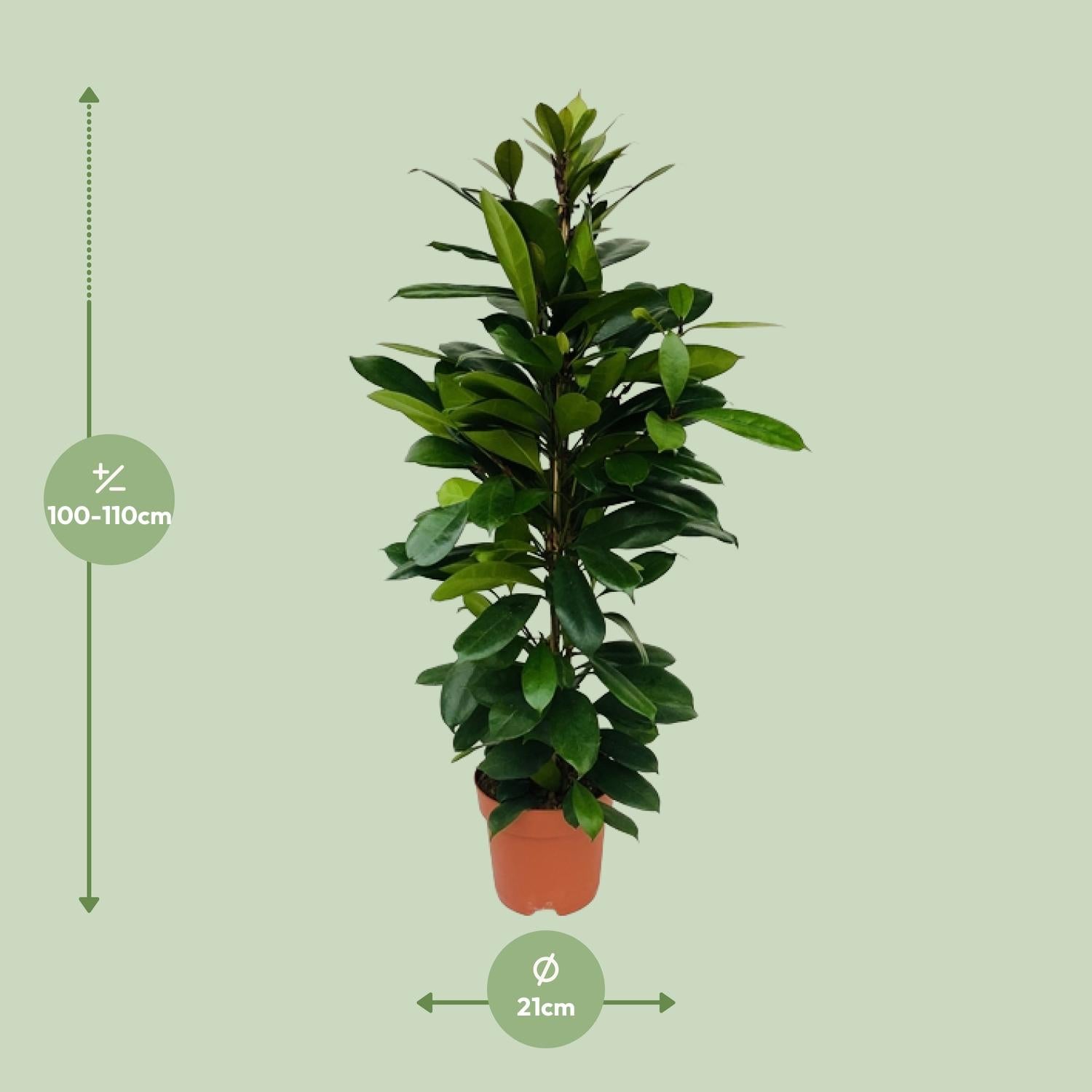 Ficus Cyathistipula - Ø21cm - ↕105cm bei Pflanzfix24.de - Pflanzfix24.de