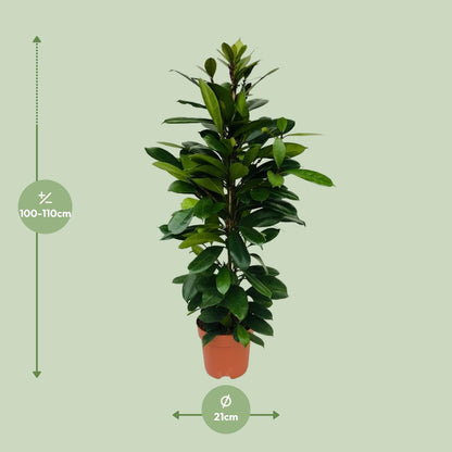 Ficus Cyathistipula - Ø21cm - ↕105cm bei Pflanzfix24.de - Pflanzfix24.de