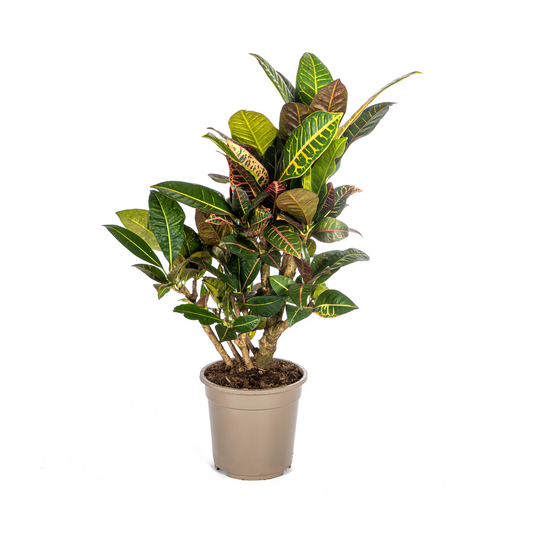 Codiaeum 'Croton' Petra Ø21cm - ↕60 - 80cm - Pflanzfix24