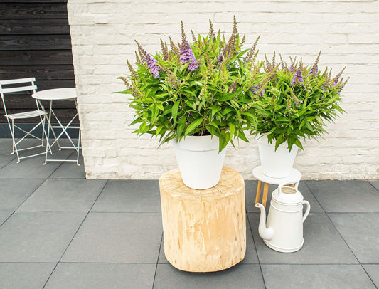 Buddleja dav. 'Butterfly Candy Little Lila' - Ø19cm - ↕25cm - Pflanzfix24
