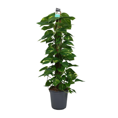 Scindapsus Epipremnum 24cm – Groß & Pflegeleicht | Pflanzfix24.de - Pflanzfix24.de