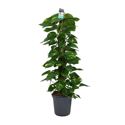 Scindapsus Epipremnum 24cm – Groß & Pflegeleicht | Pflanzfix24.de - Pflanzfix24.de