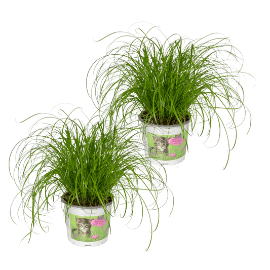 Cyperus Alternifolius (Katzengras) - 2 Stücke - Ø12cm - Pflanzfix24.de - Pflanzfix24.de