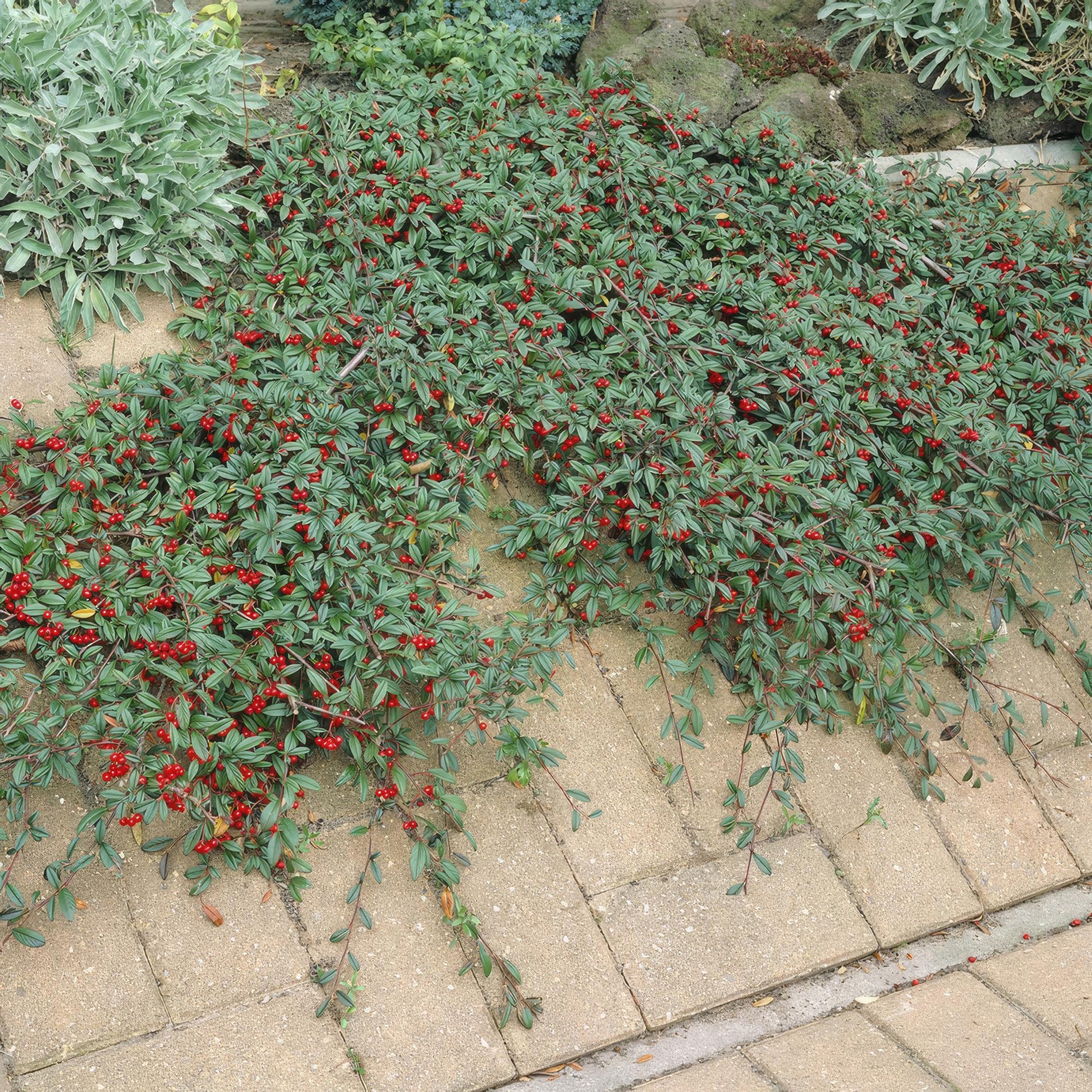 20x Cotoneaster dammeri Bodendecker | Pflanzfix24.de - Pflanzfix24.de