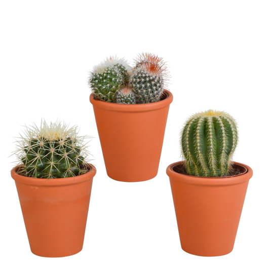 Bolcactus-Mischung 8,5 cm - in terracotta pot - Pflanzfix24.de - Pflanzfix24.de