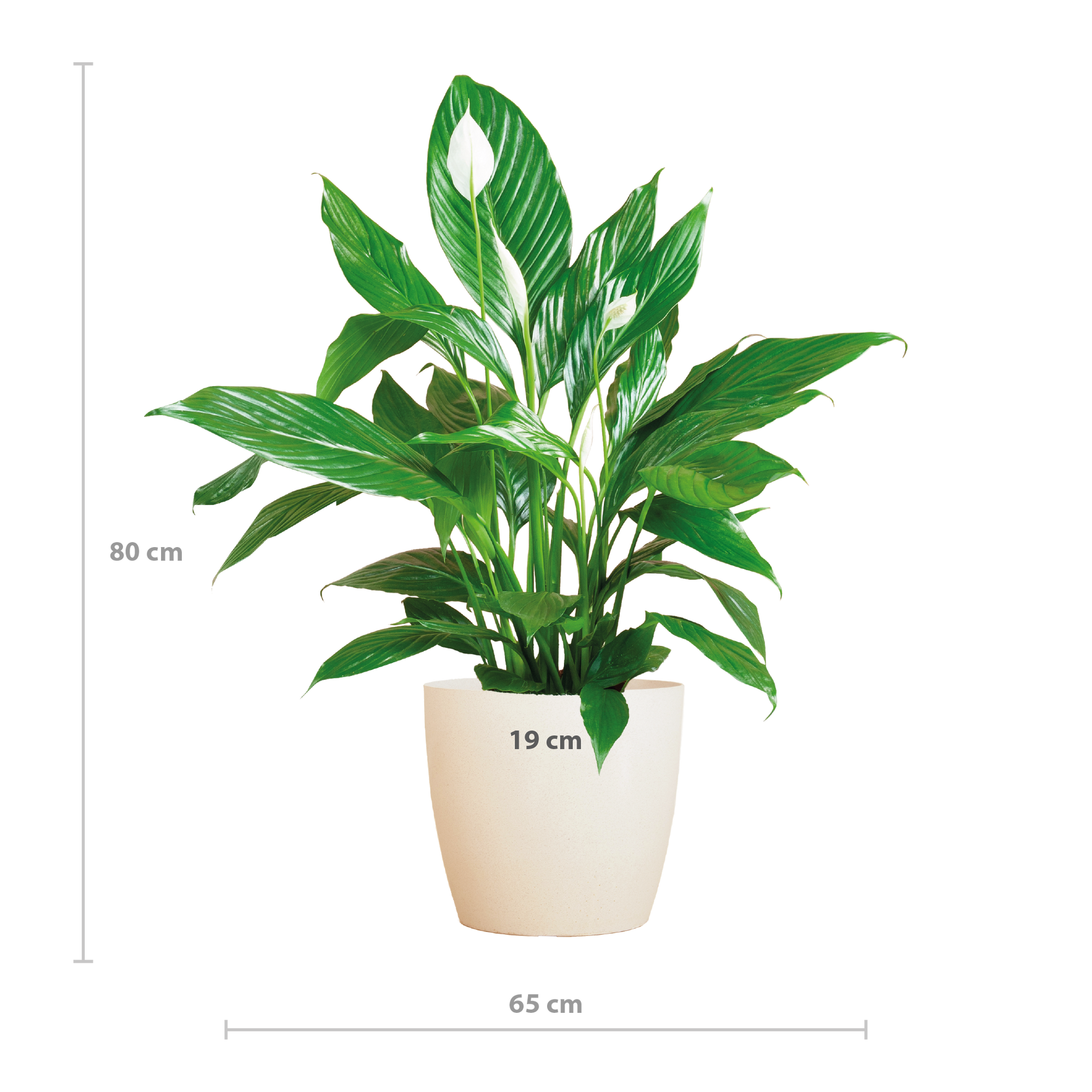 Spathiphyllum Sweet Lauretta 80 cm weiß – Pflanzfix24.de - Pflanzfix24.de