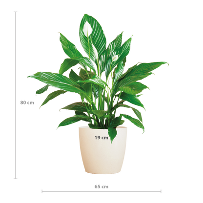 Spathiphyllum Sweet Lauretta 80 cm weiß – Pflanzfix24.de - Pflanzfix24.de