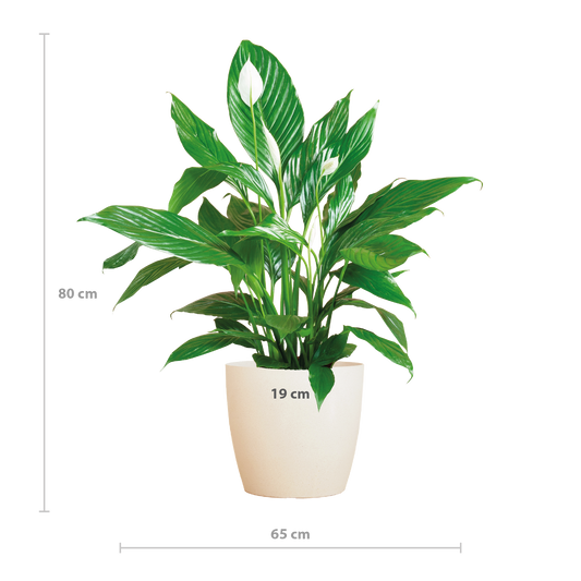 Spathiphyllum Sweet Lauretta 80 cm weiß – Pflanzfix24.de - Pflanzfix24.de