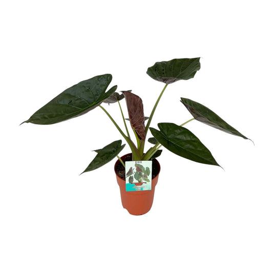 Alocasia Wentii - Ø19cm - ↕85cm - Pflanzfix24.de - Pflanzfix24.de