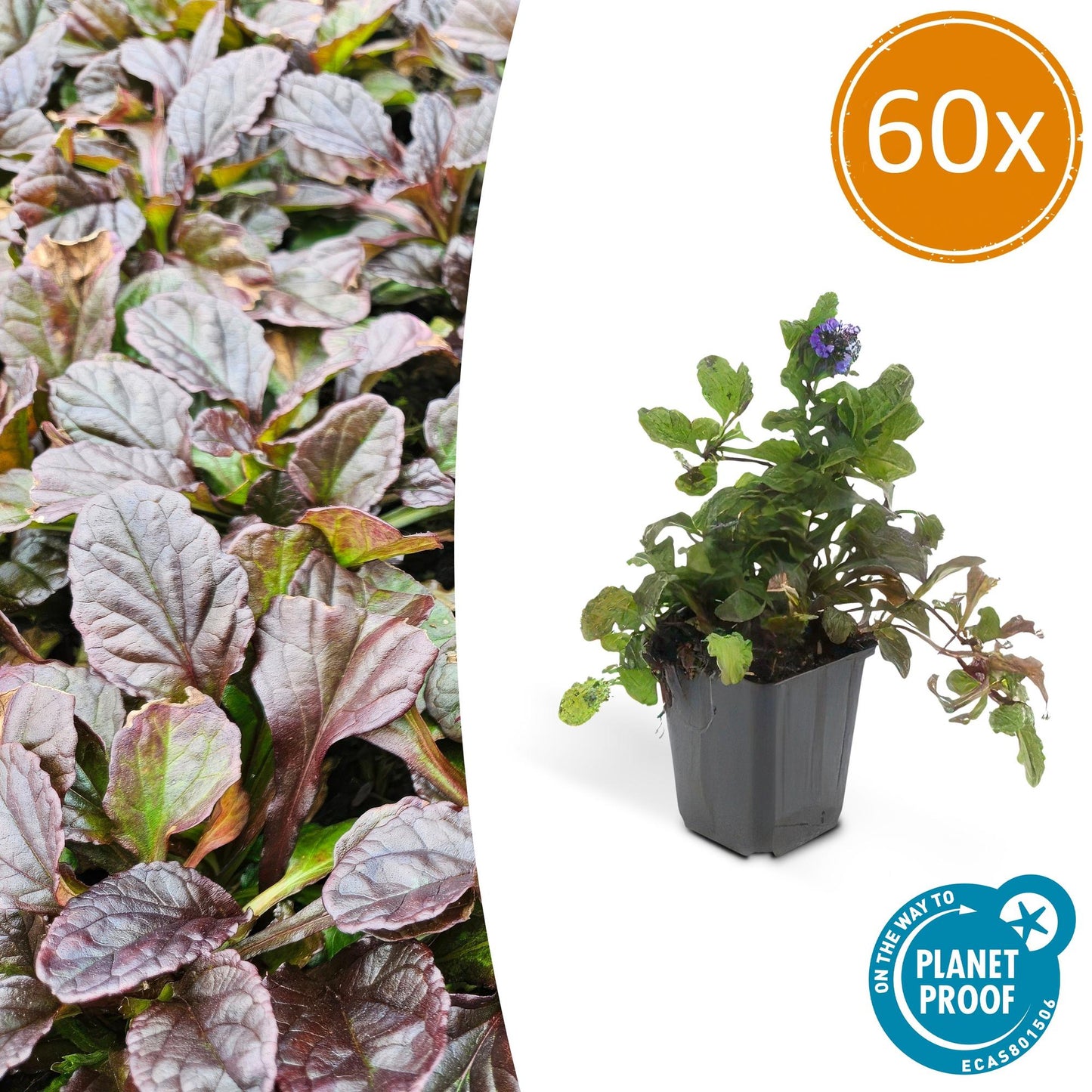 60x Ajuga reptans - ↕10-25cm - Ø9cm von Pflanzfix24