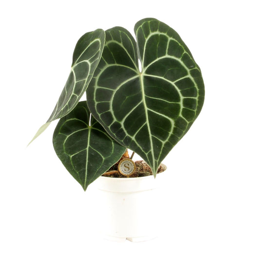 Anthurium Clarinervium - Ø12cm - ↕30cm by Pflanzfix24