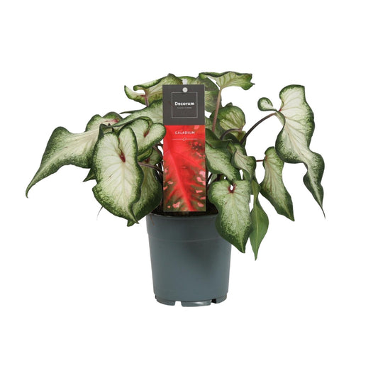 Caladium White Wonder - Ø12cm - Pflanzfix24