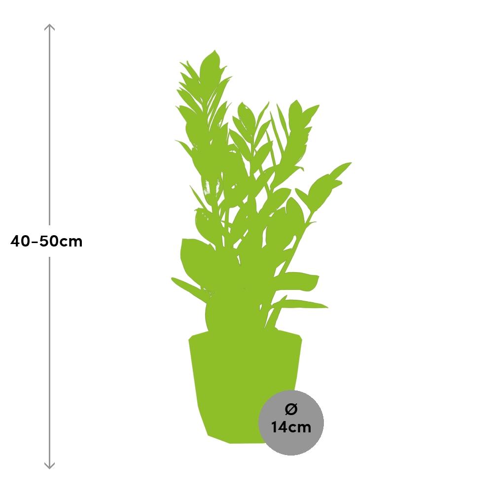 Zamioculcas - Hoogte 45-50 in ELHO b.for rock 14 cm warm grey by Pflanzfix24