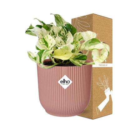 Epipremnum Pinnatum Happy Leaf in ELHO Vibes Fold 14cm roze bei Pflanzfix24