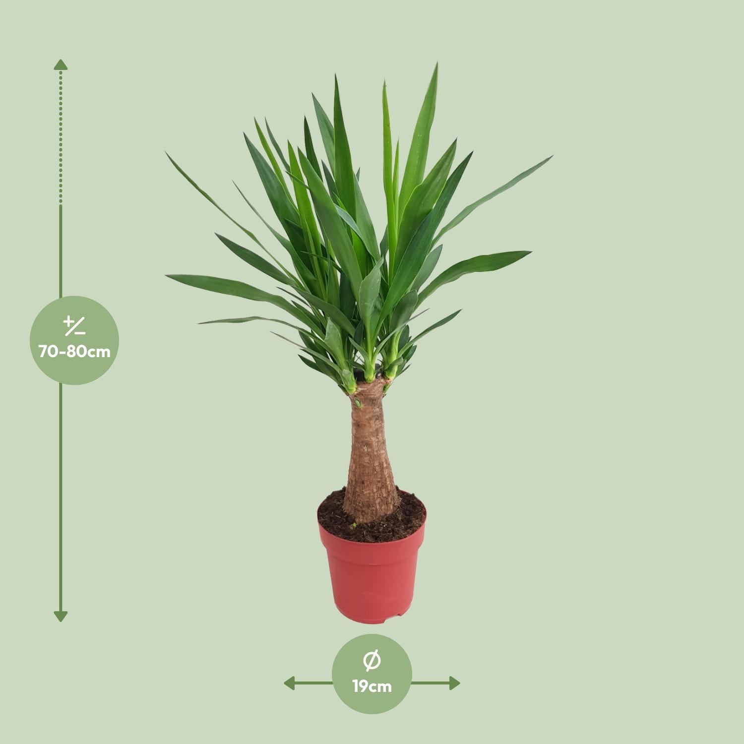 Yucca Maya Tree Ø19cm – 80cm hoch | Pflanzfix24.de - Pflanzfix24.de
