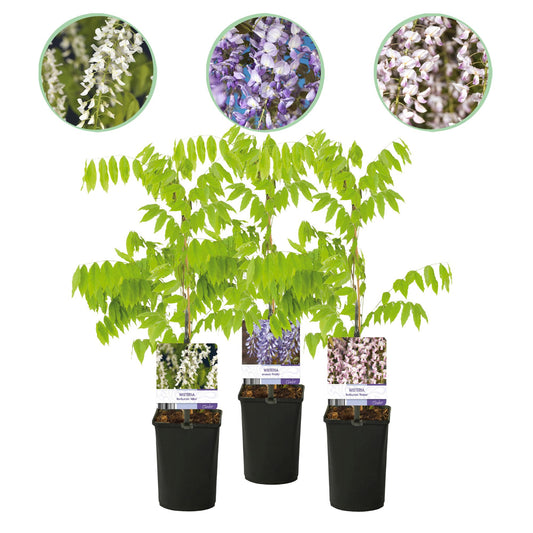 Pflanzfix24.de - Wisteria floribunda Tricolour - 3 Pflanzen - Topf 11cm - Pflanzfix24.de