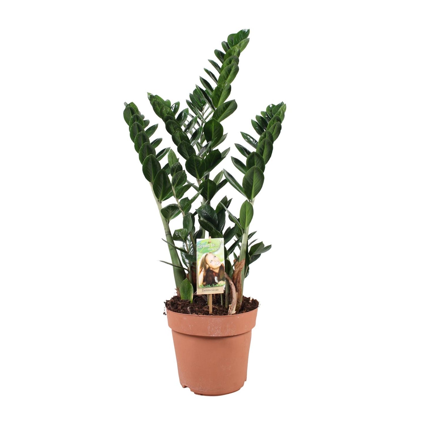 Zamioculcas - Ø21cm - ↕80cm - Pflanzfix24