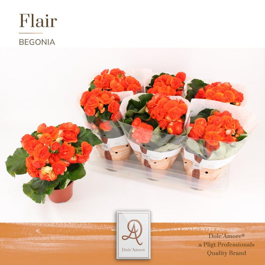 Begonia Reina P14 Dolc'Amore® Flair - Pflanzfix24