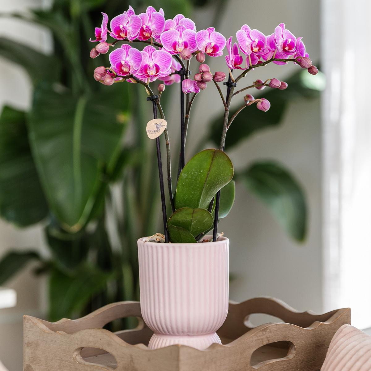 Diabolo Dekotopf Pink Ø9cm – Pflanzfix24