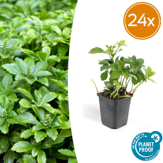 24x Pachysandra term. 'Green Carpet' - Pflanzfix24