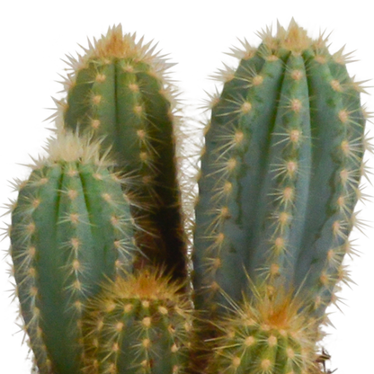 Cereus-Mischung 10,5 cm - 3x - in witte pot - Pflanzfix24.de - Pflanzfix24.de