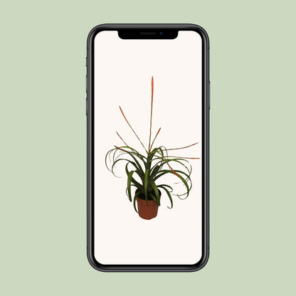 Tillandsia Flabelatta - Ø12cm - ↕40cm von Pflanzfix24