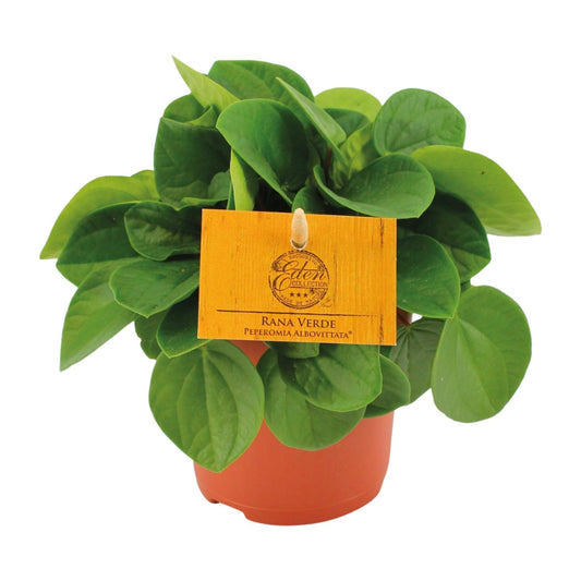 Peperomia Rana Verde Ø11cm – Kompakt & Pflegeleicht | Pflanzfix24.de - Pflanzfix24.de