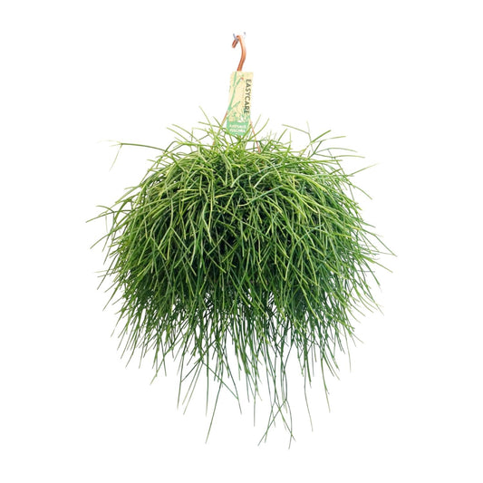 Rhipsalis Pulchra - Ø21 ↕45 bei Pflanzfix24