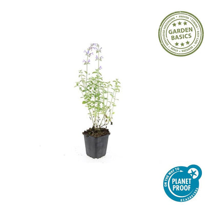 12x Nepeta 'Walker's Low' – aromatische Staude | Pflanzfix24.de - Pflanzfix24.de