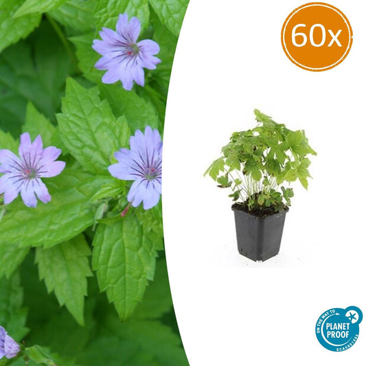 60x Geranium nodosum - ↕10-25cm - Ø9cm - Pflanzfix24
