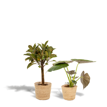 Ficus Elastica Melany & Alocasia Wentii Set - Pflanzfix24