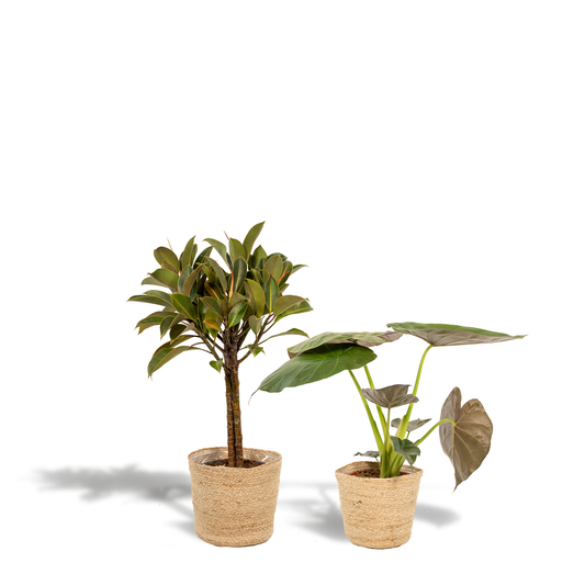 Ficus Elastica Melany & Alocasia Wentii Set - Pflanzfix24