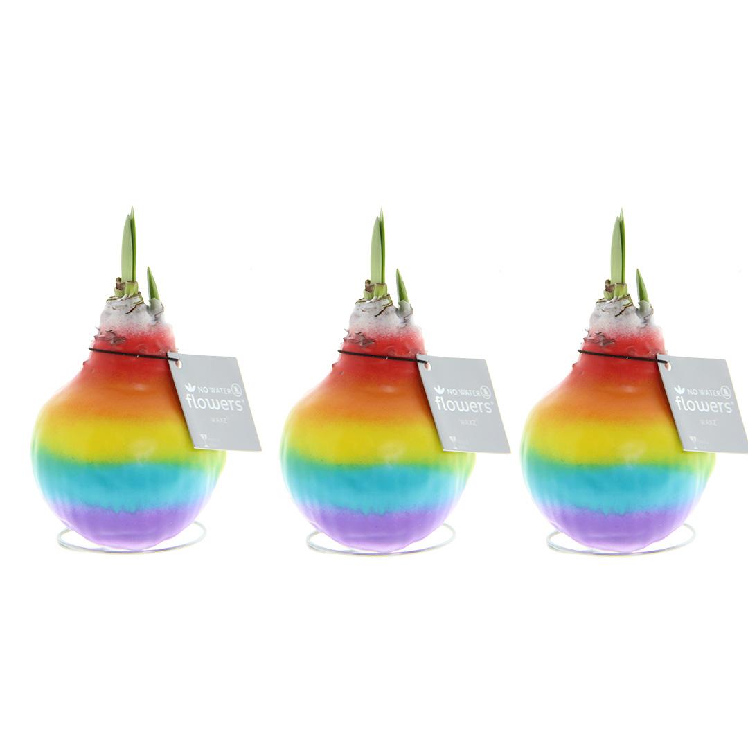 No Water Flowers® (wax amaryllis) | Rainbow (3 pack) + Red flower - Pflanzfix24