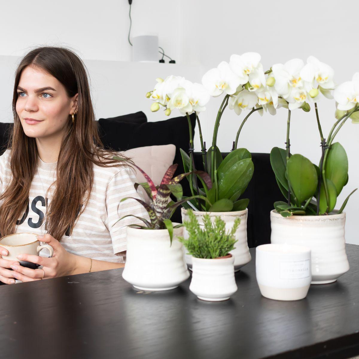 Phalaenopsis Orchidee Weiß Ø12cm – Pflanzfix24.de - Pflanzfix24.de