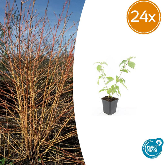 24x Cornus sang. 'Anny's Winter Orange' - ↕10-25cm - Ø9cm - Pflanzfix24